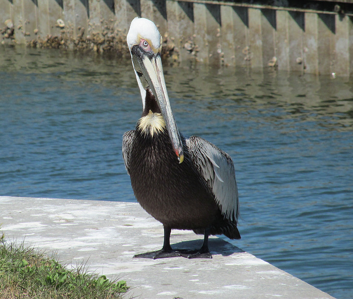 Pelican, fuglen, dyreliv, vann, hav, stranden