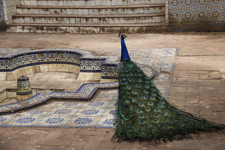 Peacock, blauw, Royals, Koningin, vogel, Paleis, culturen