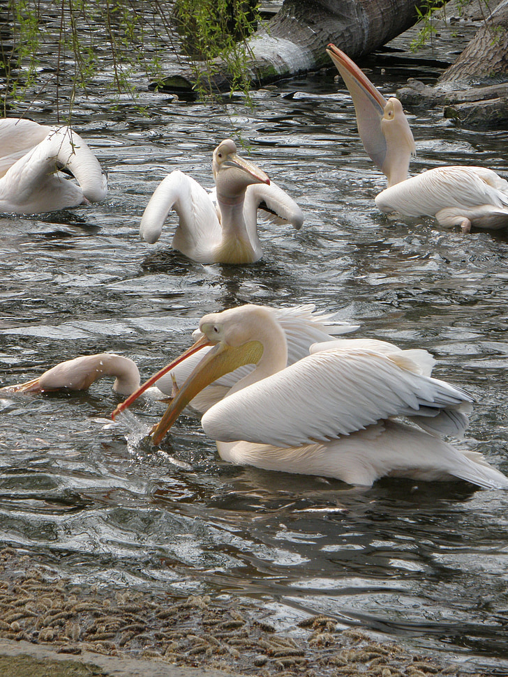 pelikāns, putns, barošana, ūdens