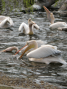 Pelican, fuglen, fôring, vann