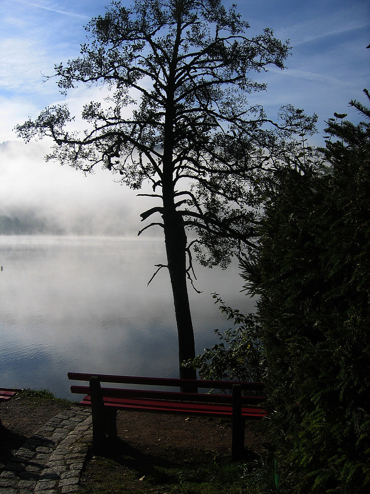 árvore, banco, assento, descanso, reclusão, floresta negra, Lago