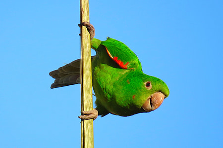 maritaca, pscitacídeo, cocota, màu xanh lá cây, con chim, động vật, Việt