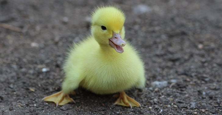duckling, birds, yellow, fluffy, chicken, small, cute