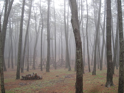 Insula Jeju, pădure, lemn