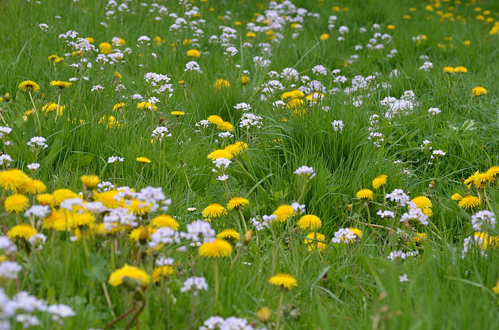 travnik, pomlad, rumena, zelena, Regrat, cvet, cvet
