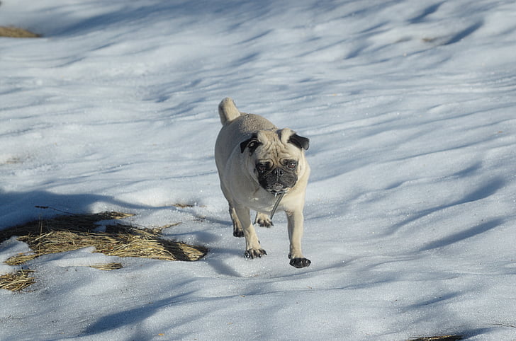Pug, cão, cão de colo, neve, corrida, cão de raça pura, animal de estimação