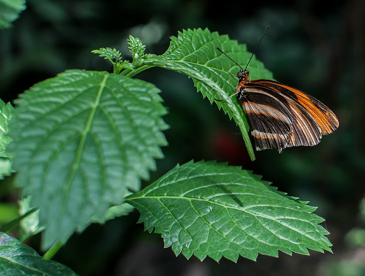 sommerfugl, Thistle, dyr, Wing, natur, insekt, Butterfly - insekt