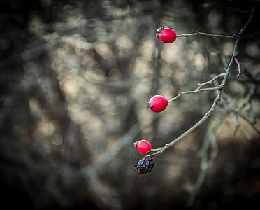 red, berry, rosehips, plant, bush, crop, ripe berry