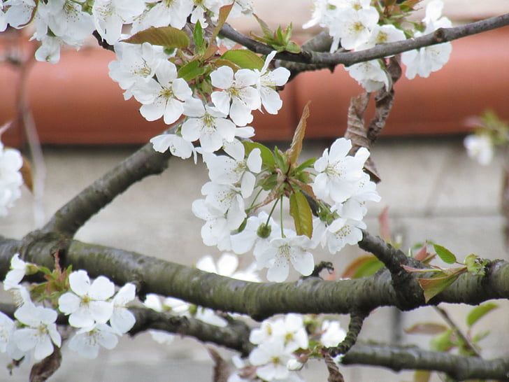 flowers, white flower, branch, tree, cherry