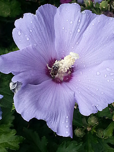 flowers, white, dew, drops, water, droplets, purple