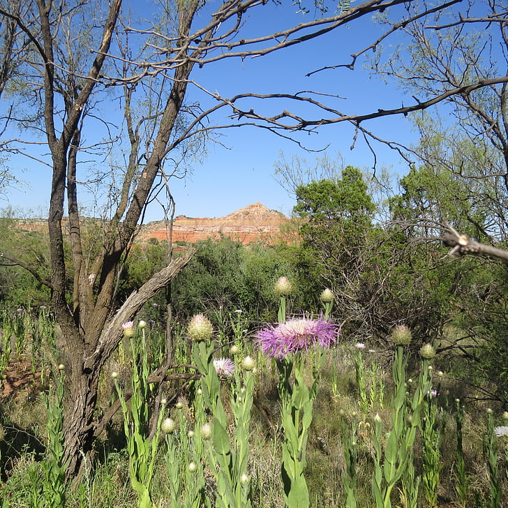 paisatge, flors blaves, del nord de texas