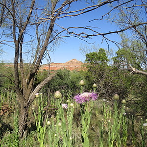 kraštovaizdžio, mėlynos gėlės, Šiaurės Teksaso