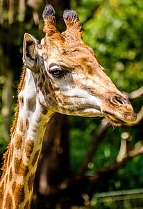 Africa, animale, giraffa, mammifero, fauna selvatica, Zoo di, natura