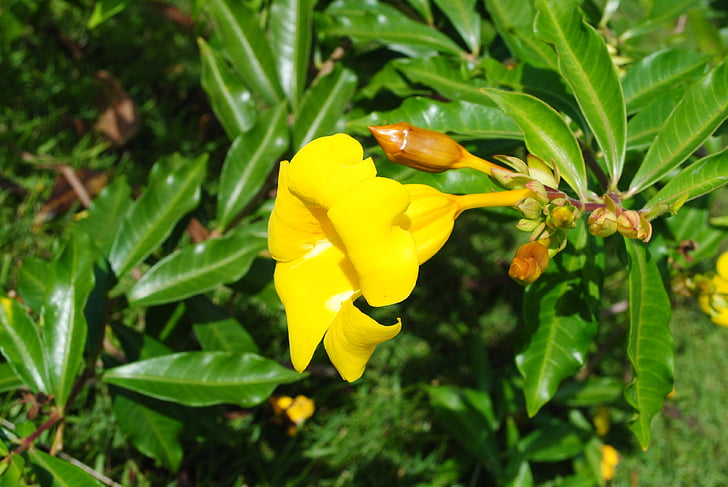 flowers, yellow, landscape, plant, garden, nature, flower