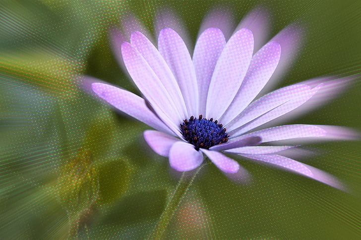 květ, Bloom, květ, fialová, efekt, aplikace Photoshop
