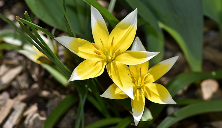 Star tulip, pequena estrela tulip, flor, planta, flor de primavera, flor amarela, estrela