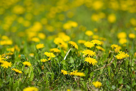 dandelions, yellow, nature, weeds, flowers, flora, field
