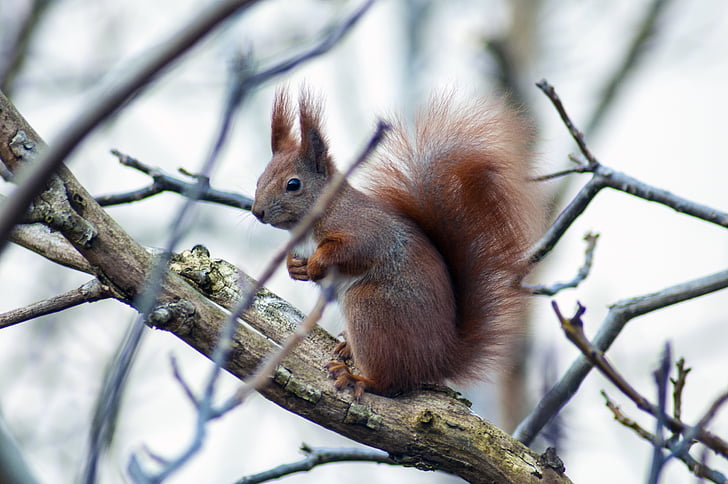 animal, Euràsia esquirol, natura, esquirol, vida silvestre