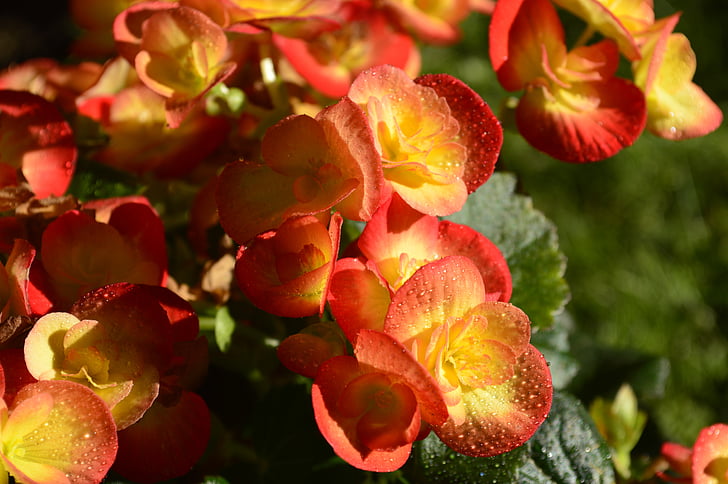 Begonia, blomma, röd, Orange, Anläggningen, kronblad, blommig