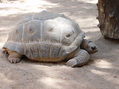 turtle, nature, gran canaria, tortoise, reptile, shell, animal