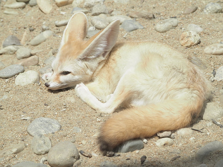 Desert fox, živalski vrt, puščava