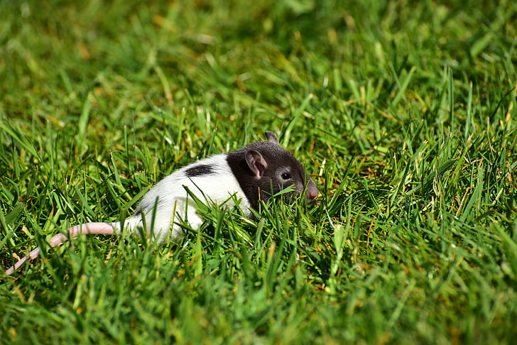 rat, baby, baby rats, black and white, small, cute, sweet
