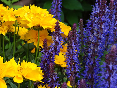 ziedi, dzeltena, zila, Flora, ziedu pilnība, dārza, košās krāsās