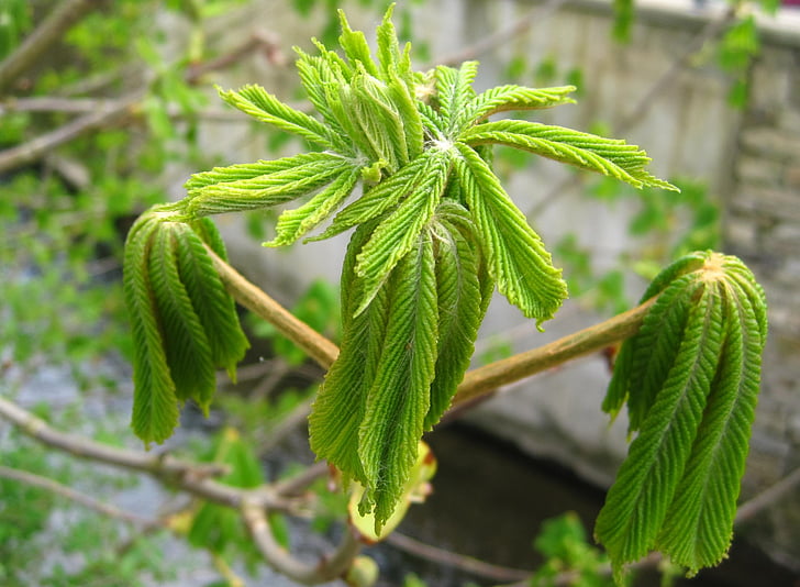 giovani foglie di castagno, sviluppo, risveglio di primavera, primavera, Lenz, periodo dell'anno, chiudere