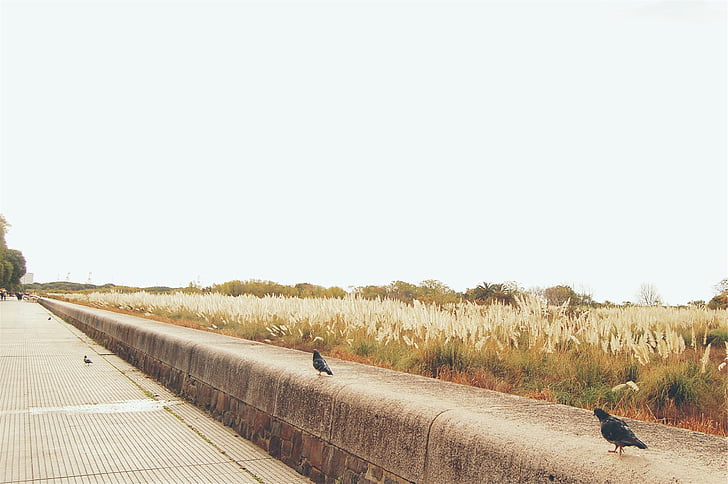 photography, two, black, birds, daytime, walkway, path
