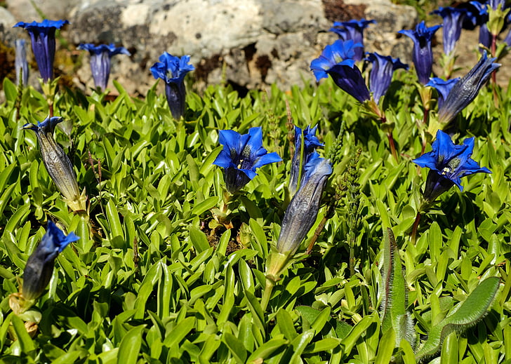 gentiane, fleurs, Bloom, bleu, fleur Alpine, fleur de montagne, Bleu gentiane