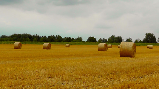 straw bales, straw, wrapped up, pet food, harvest time, field, agriculture