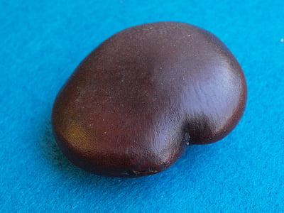 feijão de Juju, entada phaseolo, as sementes de feijão de juju, América do Sul, África