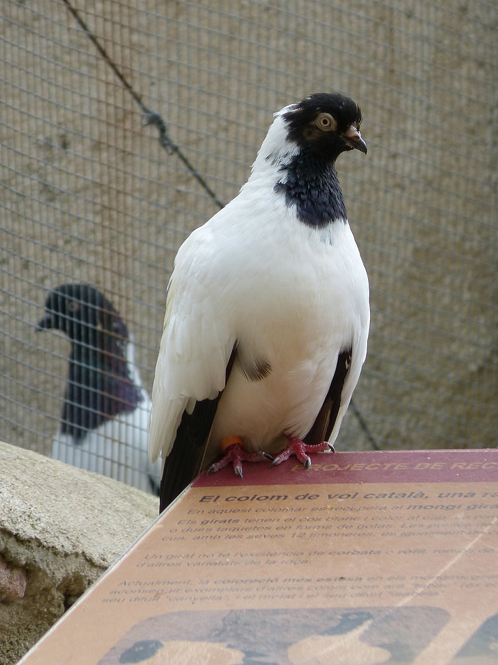 Paloma, pigeon de vol catalan, vol catalan colom, race de pigeons, Priorat, Montsant