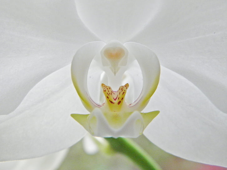 orquídia, flor, flor, blanc, planta, fulla, verd