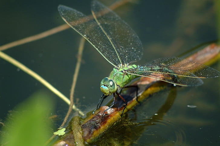 libélula, naturaleza, insectos, macro, verde, estanque, Demoiselle