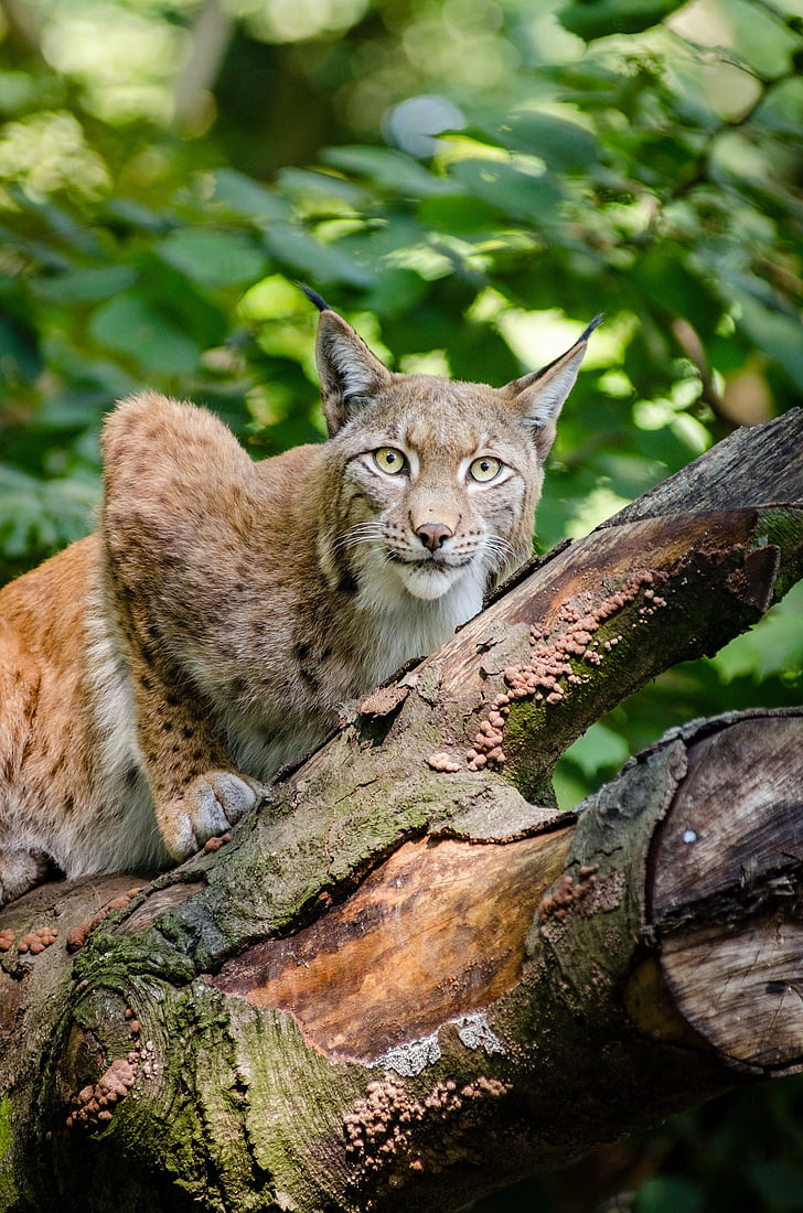 lynx, Bobcat, dieren in het wild, Predator, natuur, buitenshuis, Wild