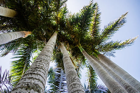 Palm, para cima, céu, natureza, Início, árvore, tropical
