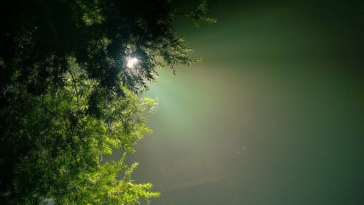 árbol de hoja perenne, esperanza, Hue, reflejos de luz, naturaleza, árbol, no hay personas