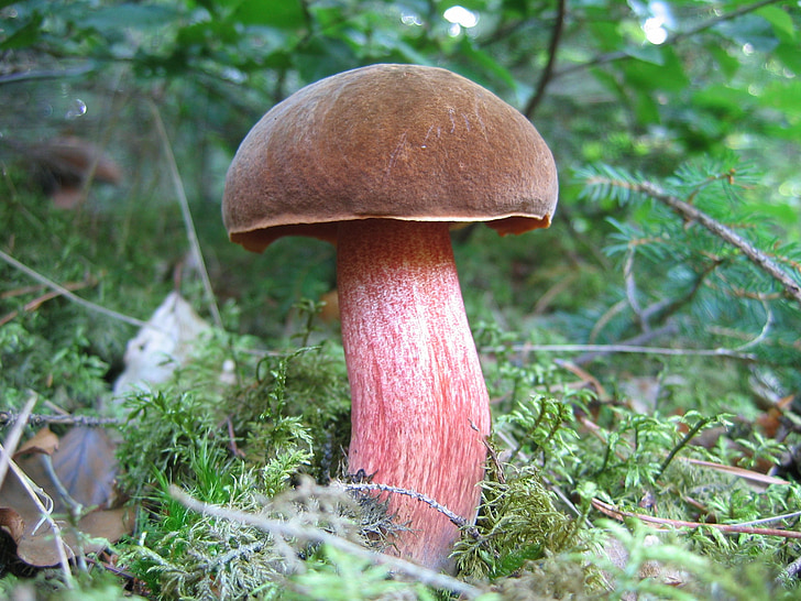 champignon, skov champignon, skovbunden, flager stilk på hekse placidus