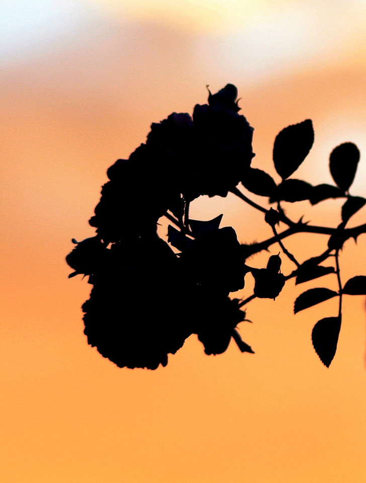 flowers, roses, silhouette, sky, sunset, orange
