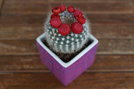 kaktus, anlegget, rød, blomstret, tre - materiale, hjerte form, kjærlighet
