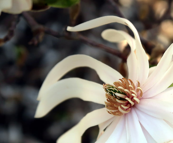 Magnolia, floración, primavera, Blanco, naturaleza, planta, flor