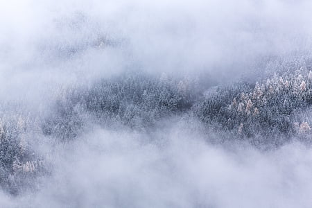 ködös, fagy, fák, táj, téli, reggel, erdő