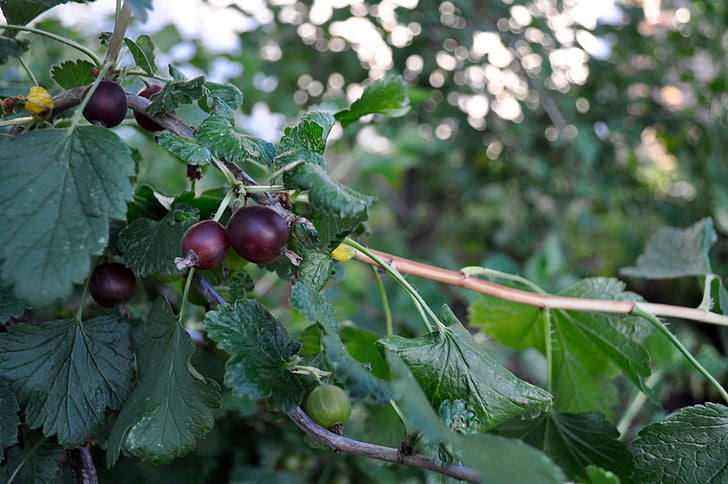 gooseberry, Orchard, buah, Berry, musim panas, tanaman, hijau