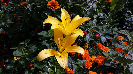 Lilien, Blume, gelb, Anlage, Natur, in der Nähe, Frühling