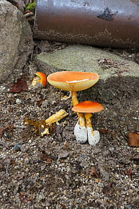 mushroom, toadstool, wild grass, fungi