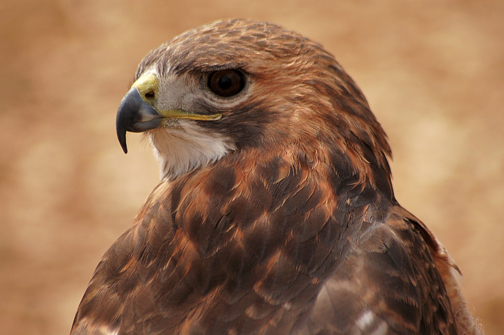 Hawk, pasăre, natura, naturale, american, păsări răpitoare, faunei sălbatice