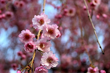 flor del cirerer, flors, natura, Rosa, primavera
