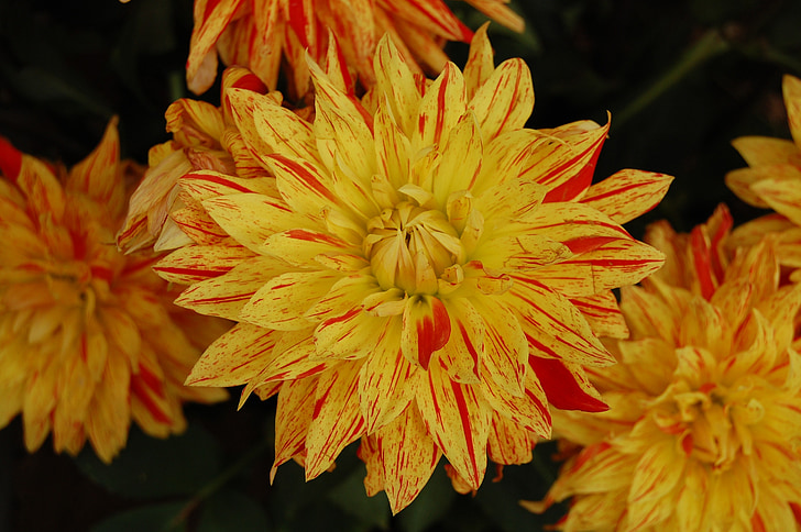 blossom, bloom, yellow, flower, plant, nature