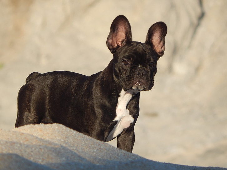 koer, kutsikas, inglise buldog, Prantsusmaa, Beach, PET, looma